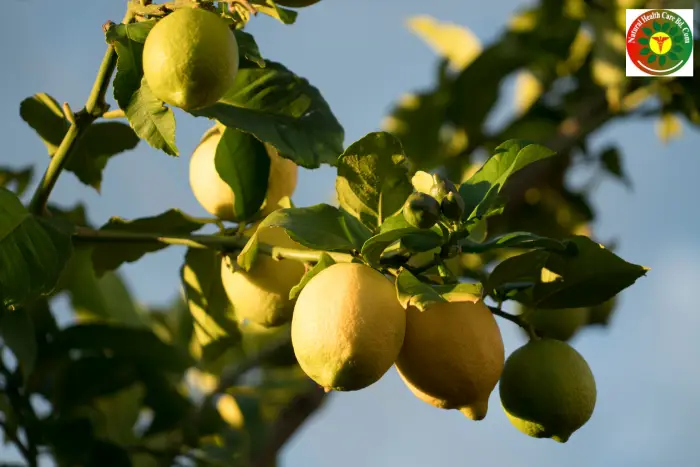 19 Benefits and Precautions of Lemon – Real Health Benefits of Lemon You Should Know