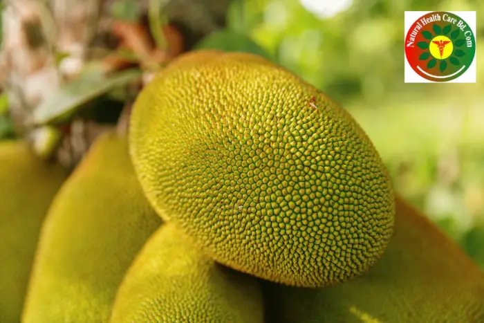 Jackfruit – A Nutritious and Medicinal Summer Fruit of Bangladesh